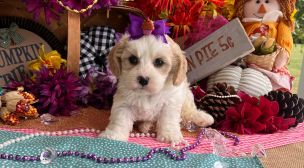 cavachon puppy enjoying calm companionship