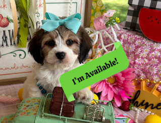 cavachon puppy for adoption