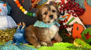 cavachon puppies for responsible homes