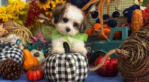 cavachon puppies from ethical breeder