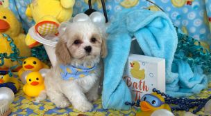 cavachon breed puppy ready for new home