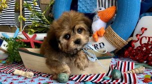 cavachon puppy details