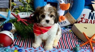 cavachon breed puppy