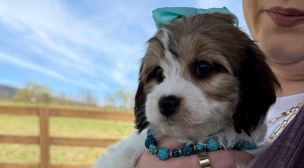 best cavachon puppies