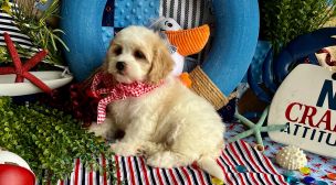 cavachon puppies with home training