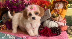 cavachon puppy care guide