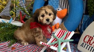 cavachon puppy sitting quietly