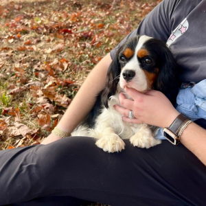 best cavachon breeders