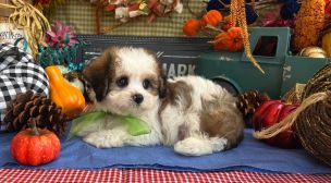 cavachon puppy enjoying calm companionship