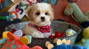 cavachon puppy for sale
