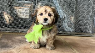 cavachon puppy showing calm temperament