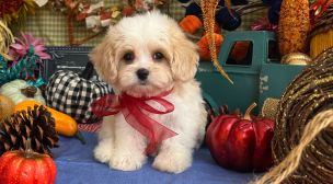 cavachon puppy information