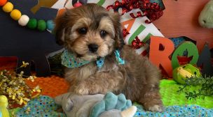 cavachon breed companion puppy