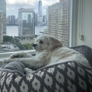 cavachon breed illustration