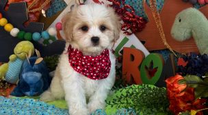 adorable cavachon puppy