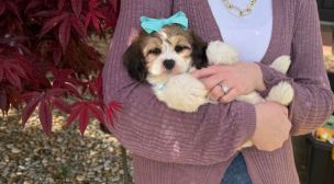 healthy cavachon puppy