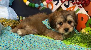 cavachon puppy available photo