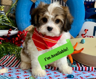 cavachon puppies available