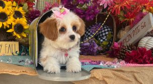 family-raised cavachon puppy
