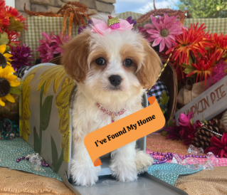 cavachon dog breed information