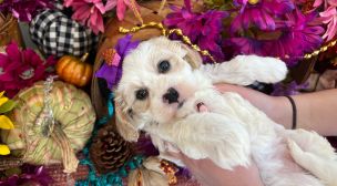 cavachon puppies from ethical breeder