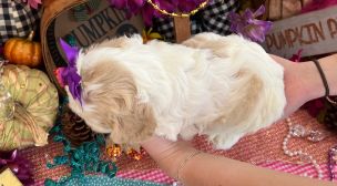 cavachon puppy looking for forever home