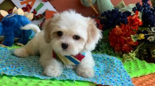 cavachon puppies for families