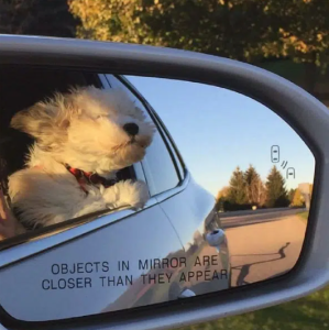 cavachon breed overview