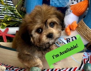 registered cavachon puppy