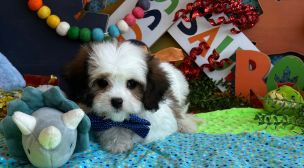 young cavachon puppy