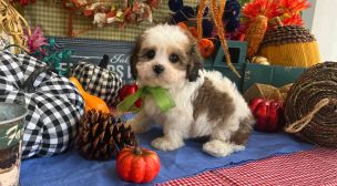 cavachon puppy with gentle nature