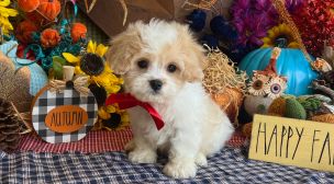 cavachon puppy featured by ethical breeder
