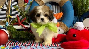 happy cavachon puppy available now