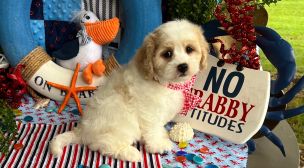 reputable cavachon puppy breeder