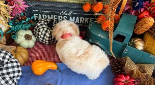 cavachon puppy care guide