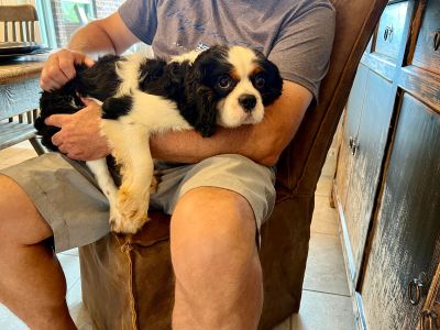 why you should choose cavachons