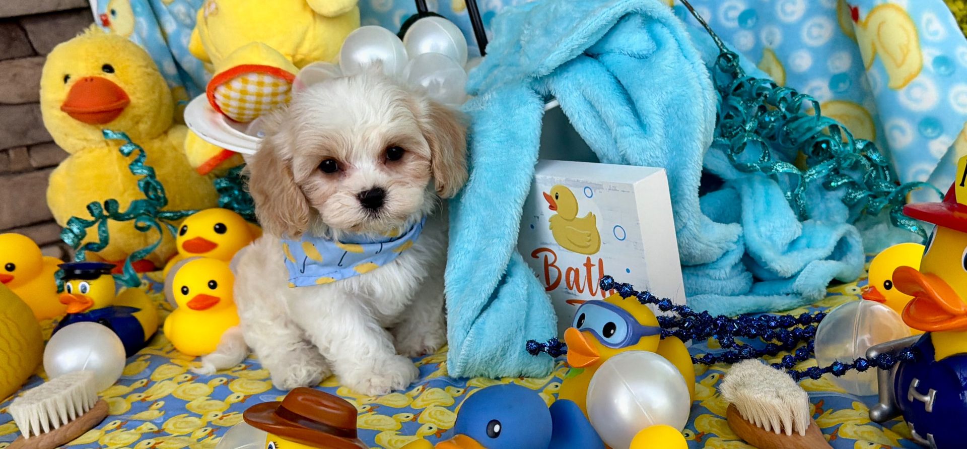 friendly cavachon puppy for sale