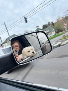 cavachon breed temperament