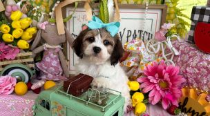 sweet cavachon puppy lying in bed