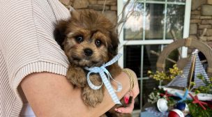cavachon puppy from experienced breeder