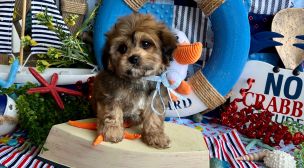 cavachon puppy with good health