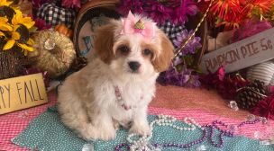 cavachon puppies for families