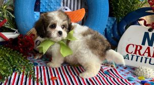 cavachon puppy with soft curly fur