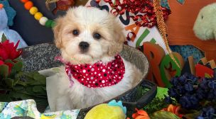healthy cavachon puppy