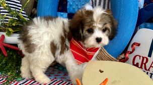champion bloodline cavachon puppy