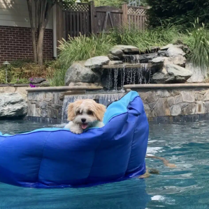 cavachon dog enjoying time at home