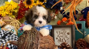 cavachon puppies raised in-home