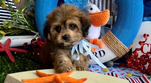cavachon puppies with great parents