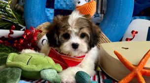 small cavachon puppy