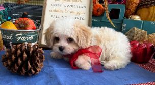 cavachon puppies for families